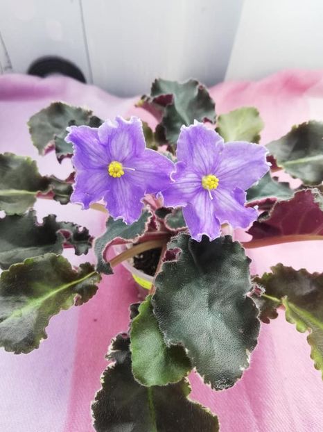 12 apr - OS Tartufola