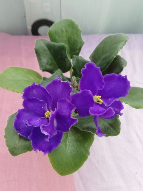 7 apr - RS Blue Eyes