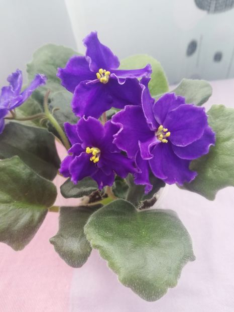 19 apr - RS Blue Eyes