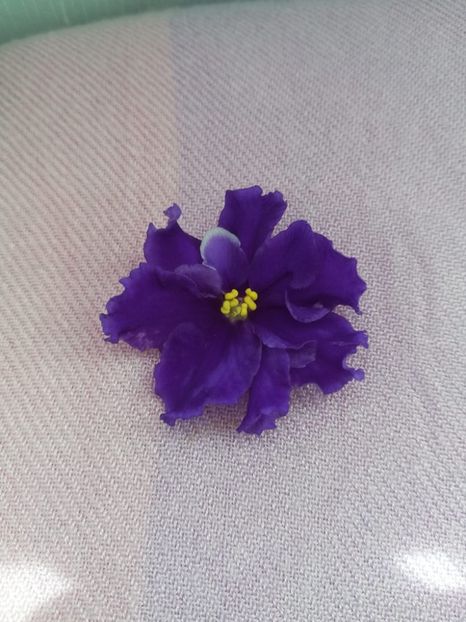 19 iun - RS Blue Eyes