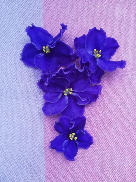 26 apr - RS Blue Eyes