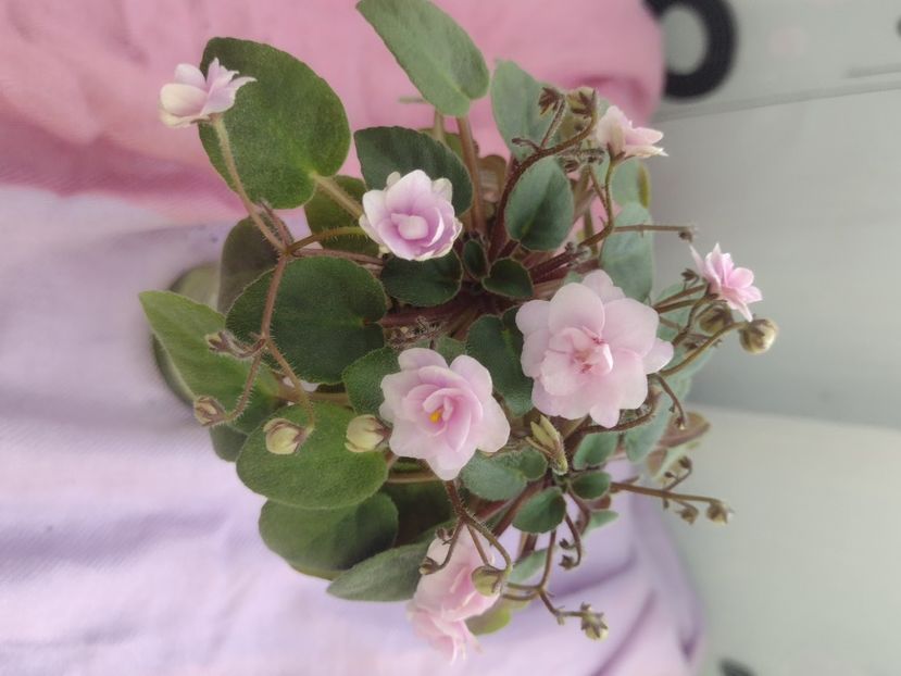 31 mar - RS Vinietka