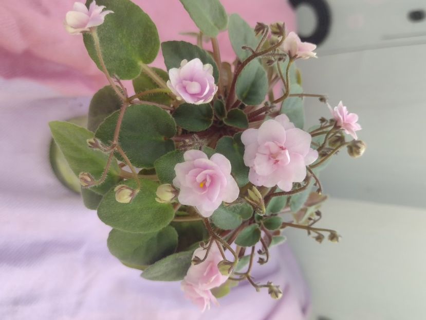 31 mar - RS Vinietka