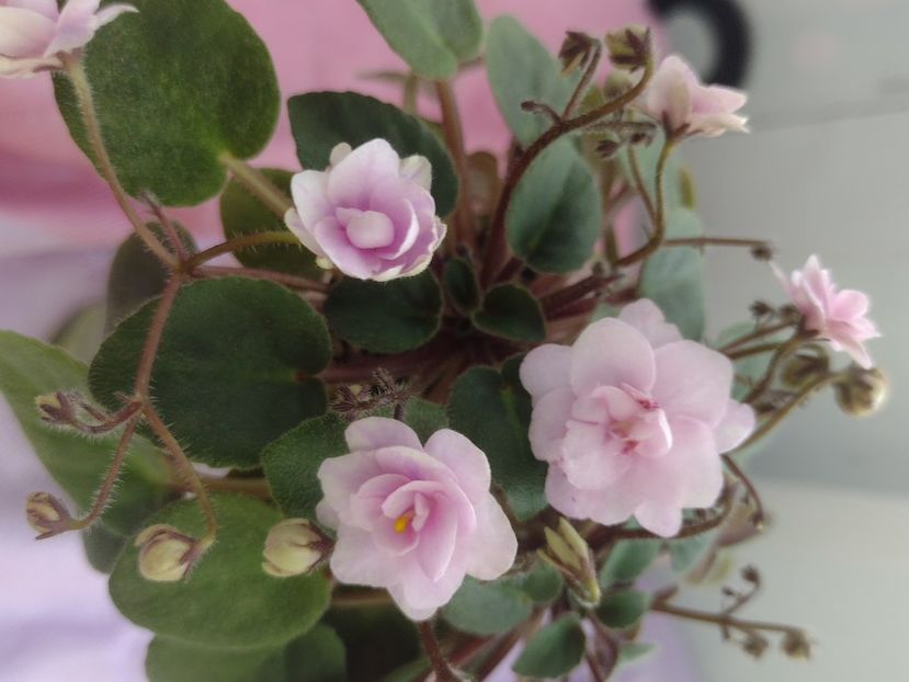 31 mar - RS Vinietka