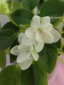 31 ian - RS Zimniy Tswetok