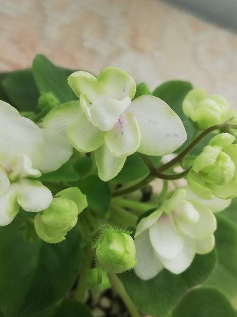 23 mai - RS Zimniy Tswetok