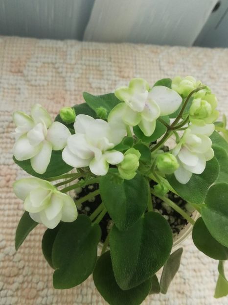 23 mai - RS Zimniy Tswetok