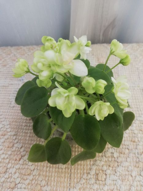 9 iun - RS Zimniy Tswetok