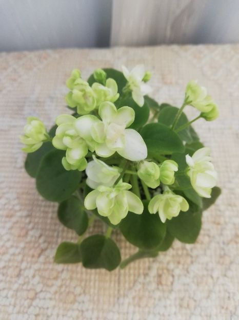 9 iun - RS Zimniy Tswetok