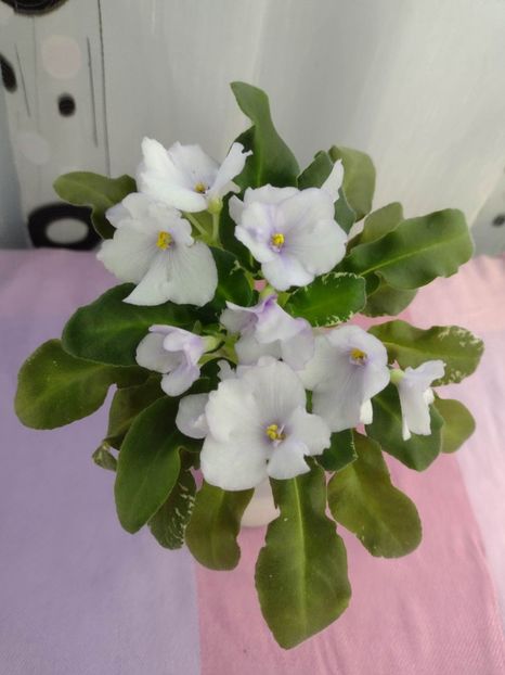 31 ian - Senk s Snowy Egret