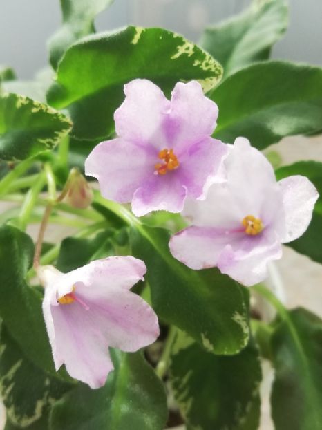 18 mar - Senk s Snowy Egret