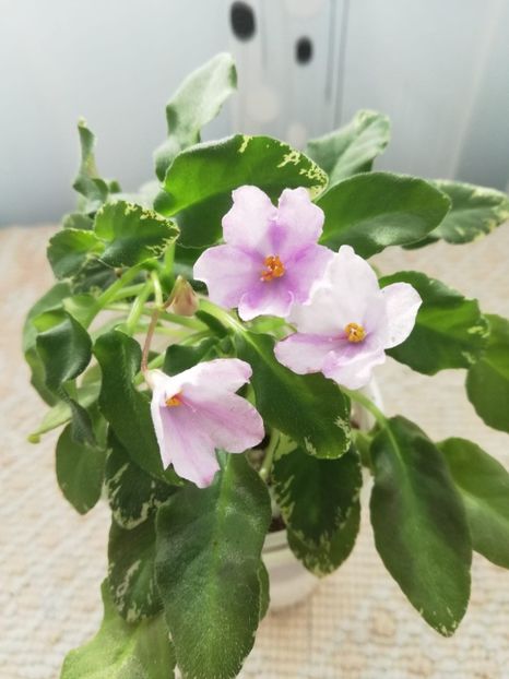 18 mar - Senk s Snowy Egret