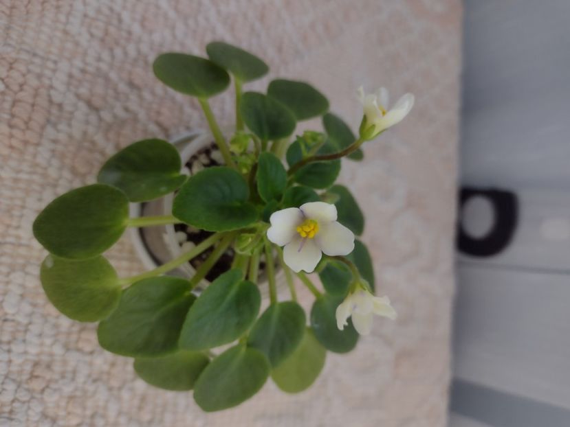 4 mar - Senk s Alchemy Yellow Bells