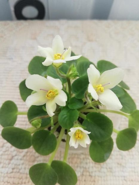 9 mar - Senk s Alchemy Yellow Bells