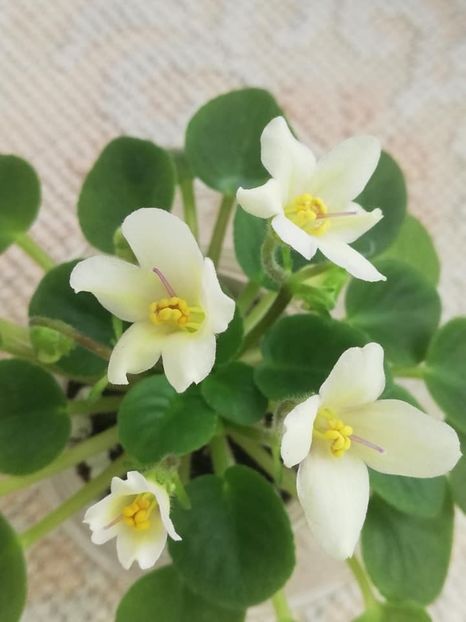 9 mar - Senk s Alchemy Yellow Bells