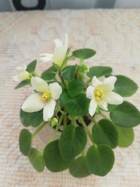 9 mar - Senk s Alchemy Yellow Bells