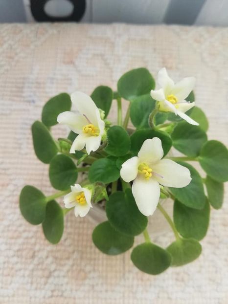 9 mar - Senk s Alchemy Yellow Bells