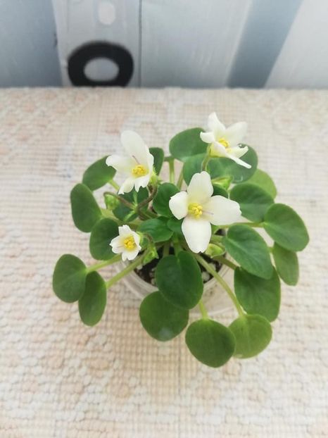 9 mar - Senk s Alchemy Yellow Bells