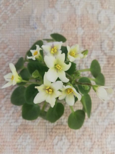 16 mar - Senk s Alchemy Yellow Bells