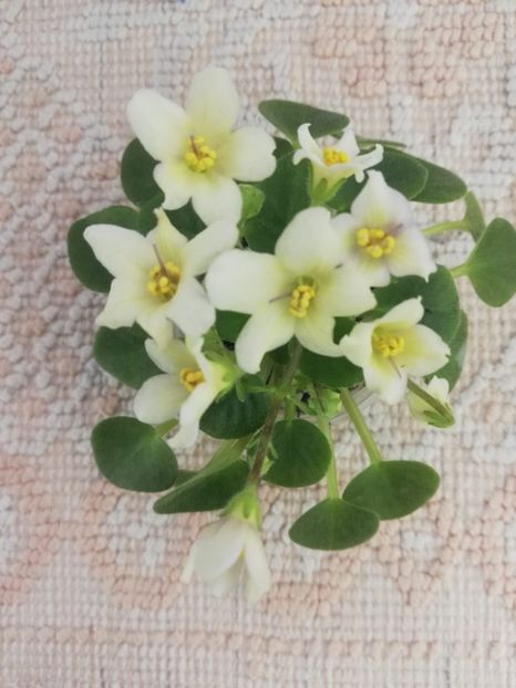 16 mar - Senk s Alchemy Yellow Bells