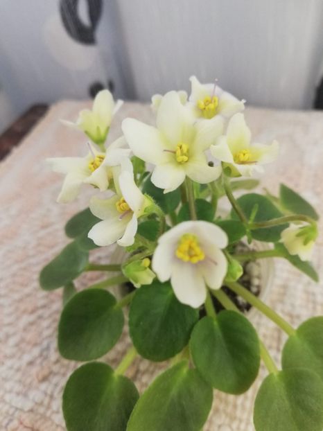 16 mar - Senk s Alchemy Yellow Bells