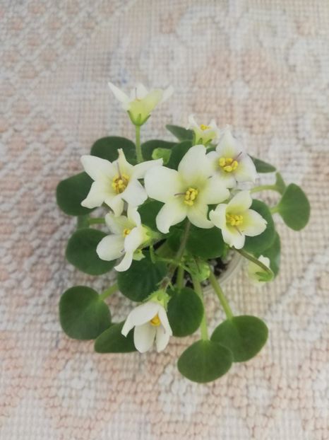 16 mar - Senk s Alchemy Yellow Bells