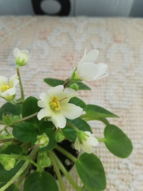 18 mar - Senk s Alchemy Yellow Bells