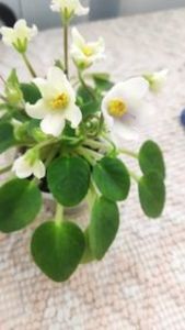 18 mar - Senk s Alchemy Yellow Bells