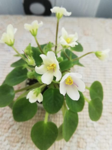 18 mar - Senk s Alchemy Yellow Bells