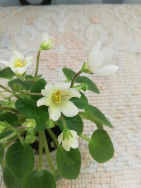 18 mar - Senk s Alchemy Yellow Bells