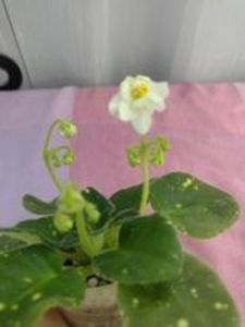 31 ian - ShN Kosmitcheskaya Feya