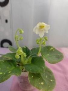 31 ian - ShN Kosmitcheskaya Feya