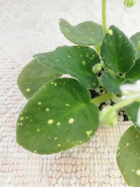 6 feb - ShN Kosmitcheskaya Feya