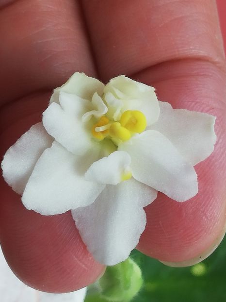 6 feb - ShN Kosmitcheskaya Feya