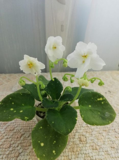 6 feb - ShN Kosmitcheskaya Feya