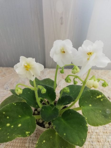 6 feb - ShN Kosmitcheskaya Feya