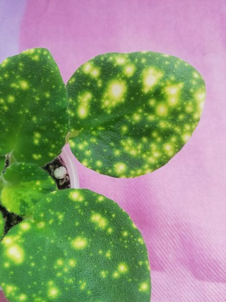 15 apr - ShN Kosmitcheskaya Feya