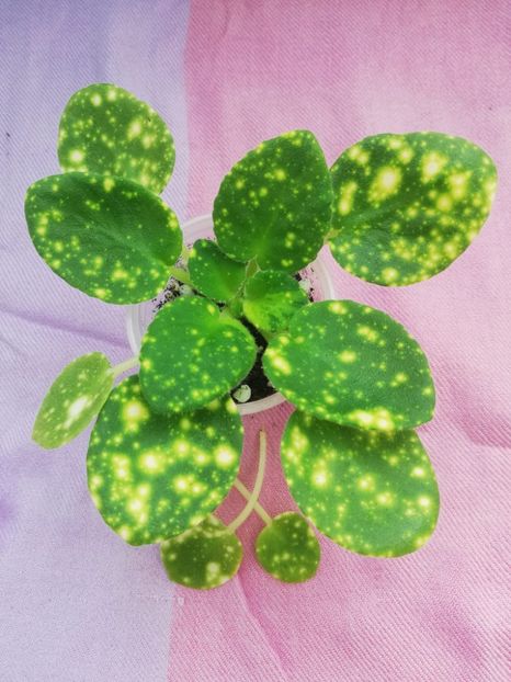 15 apr - ShN Kosmitcheskaya Feya