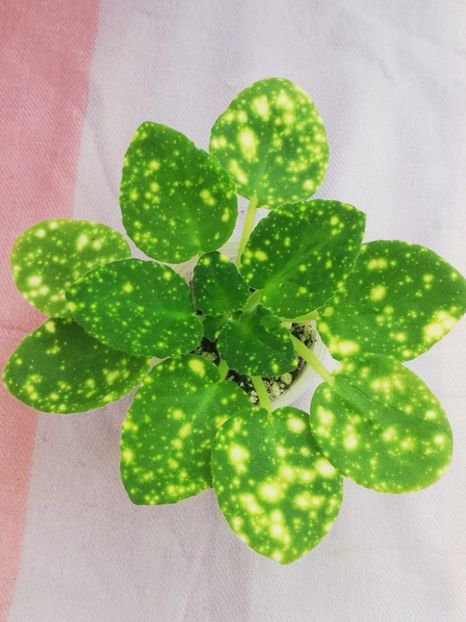 11 mai - ShN Kosmitcheskaya Feya