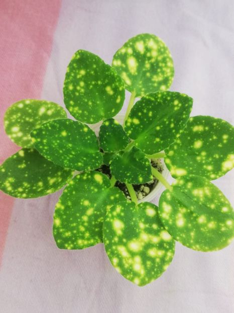 11 mai - ShN Kosmitcheskaya Feya