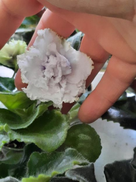 NN - NK- Tri Oreshka dlya Zolushki