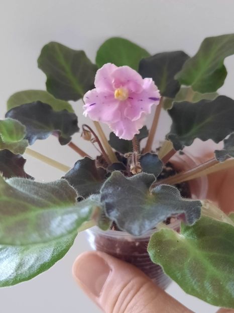  - Imp s Kyanite Sparkle