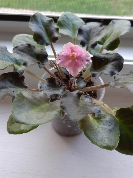  - Imp s Kyanite Sparkle