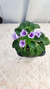 9 iun - SK Landscape in the Fog