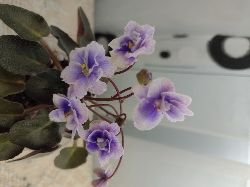 4 mar - SK Osjminozhka