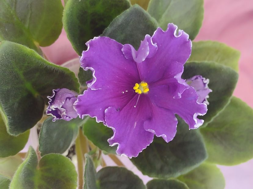 31 mar - VaT Novogodnyaya Noch