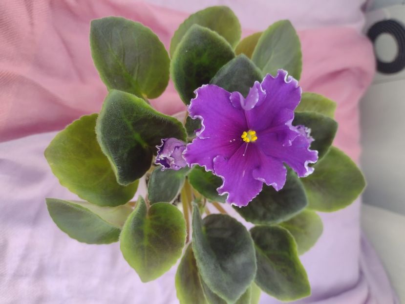 31 mar - VaT Novogodnyaya Noch