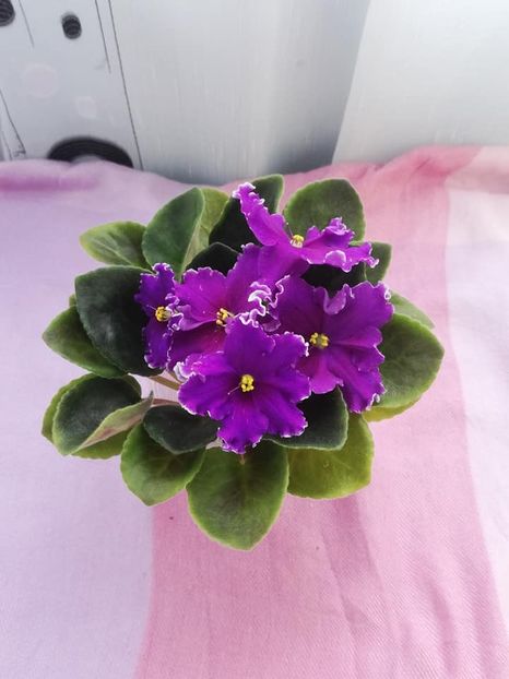 12 apr - VaT Novogodnyaya Noch