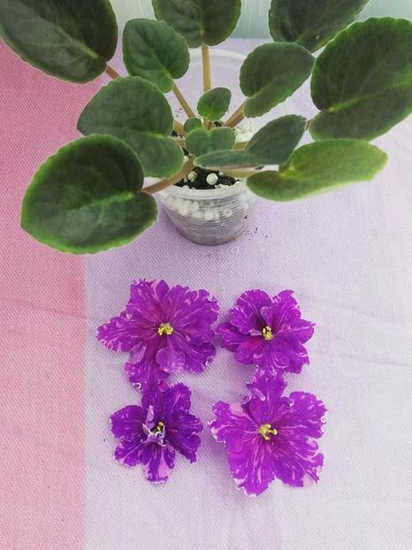 11 mai - VaT Novogodnyaya Noch