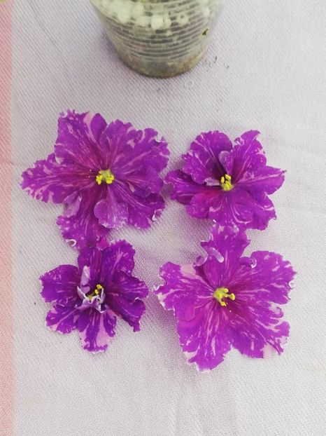 11 mai - VaT Novogodnyaya Noch